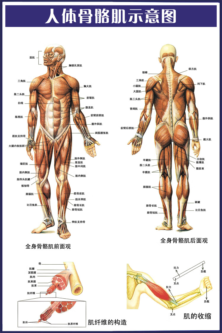 人体骨骼肌肉示意图医院人体器官解剖结构图内脏脊柱椎海报挂图人体
