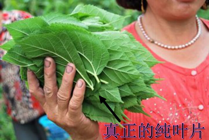 桑叶新鲜蚕宝宝饲料现摘特嫩小蚕桑叶金丝活蚕桑叶新鲜桑叶500克新鲜