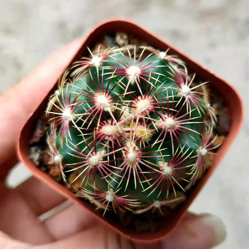 实生仙人球大统领稀有强刺开大花瘤玉属仙人掌多肉植物小盆栽 实生