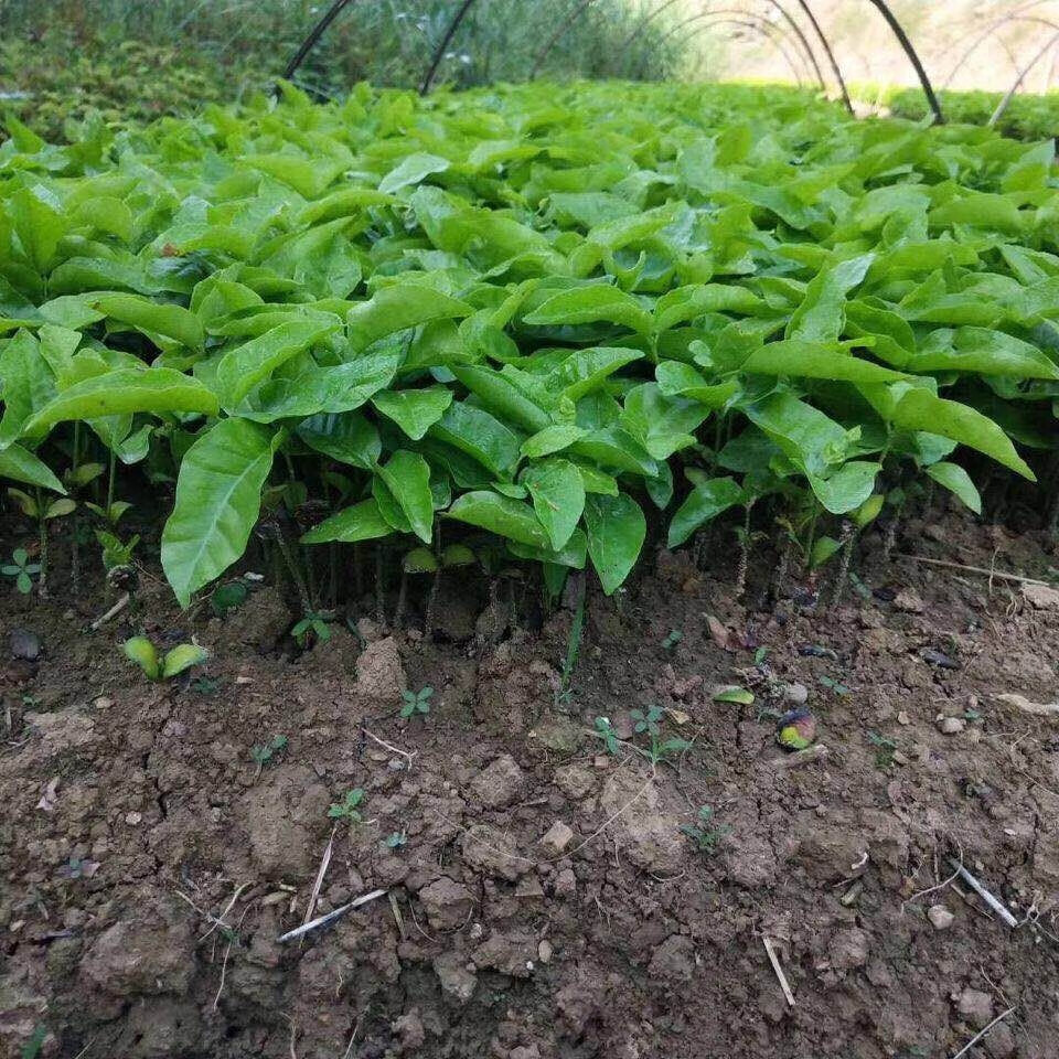 花姬广西黄皮芽苗黄皮果幼苗一年黄皮小苗黄皮实生砧木嫁接用黄皮树苗