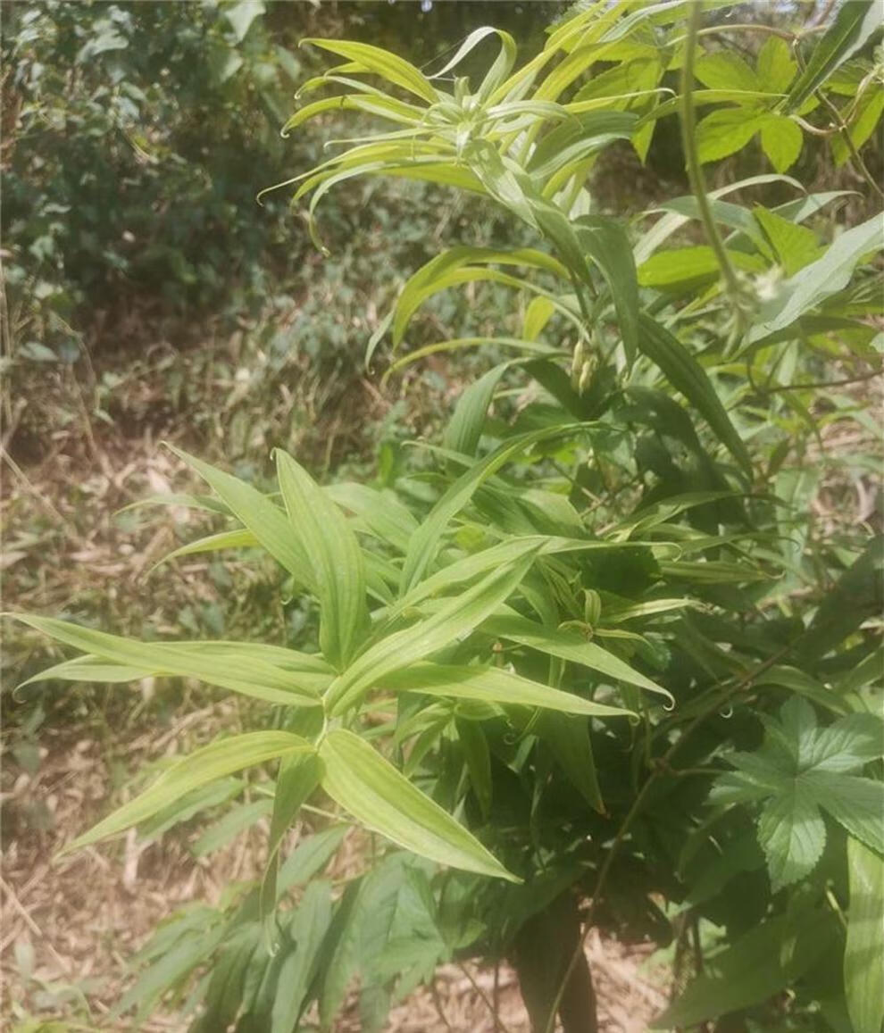 药食两用中药原材5到12年新鲜姜型多花黄精老虎姜煲汤泡酒滋补品 杞里