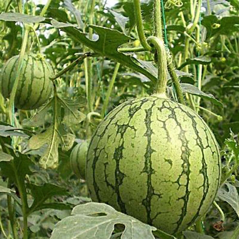 特小凤黄心西瓜水果新鲜当季黄瓤肉麒麟西瓜多汁纯甜23斤一个装