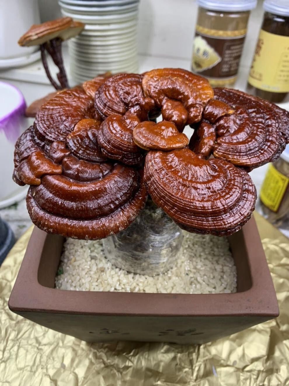 灵芝盆栽盆景多肉冬季不怕冷室内办公居住摆放高端大气档次秒拼商品