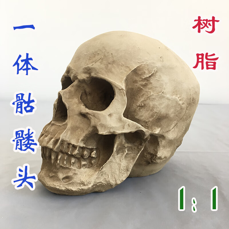 人體頭骨帶頸椎模型彩色白色骷髏頭頭顱骨骨骼美術素描萬聖潔小骷髏頭