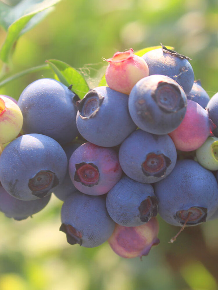 蓝莓苗盆栽地栽蓝莓树苗易活包结果南方北方种植(酷派)水果树苗 7年苗