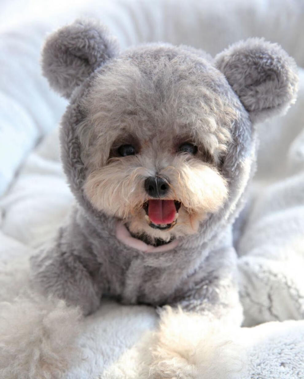 比熊博美雪纳瑞小狗泰迪狗狗衣服秋冬装冬装可爱四脚衣灰色背包熊衣服