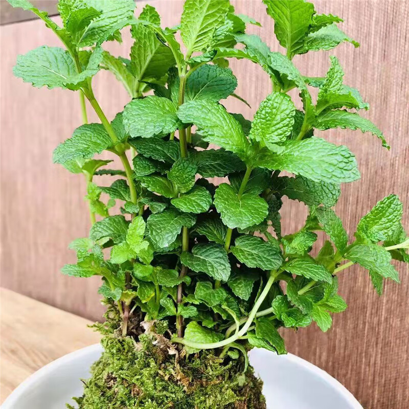 薄荷苔藓球苔玉球可食用香草薄荷叶驱蚊观叶植物室内盆栽不露土 薄荷