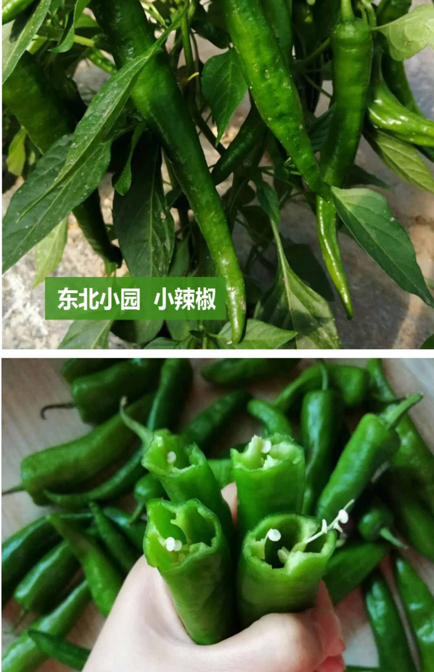 源外园新鲜辣椒东北辣妹子剁椒超辣特辣薄皮辣椒笨辣椒青椒蔬菜非常辣