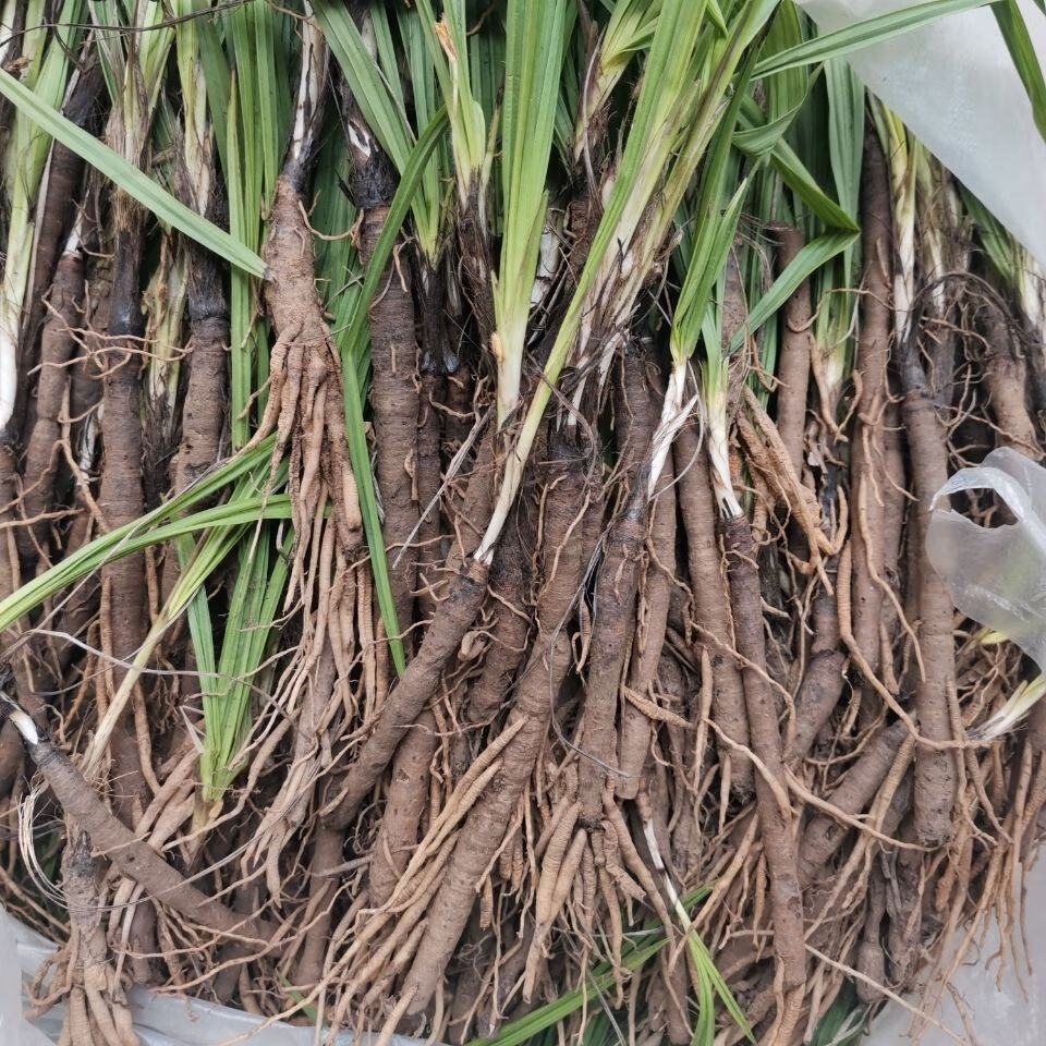 有仁堂 新鲜野牲仙茅中草药材贵州地棕独茅先矛独脚先毛仙毛仙矛 250