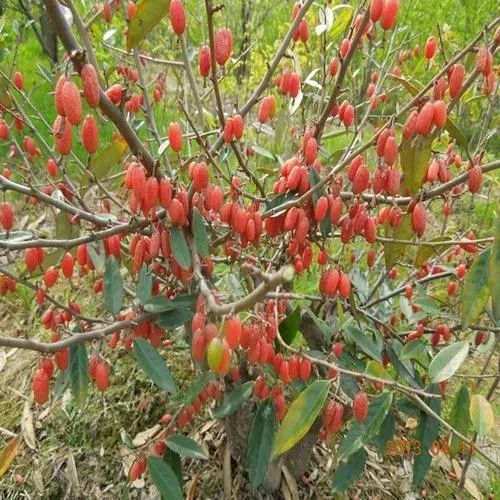 伟博野生中药材胡颓子根 胡秃子羊奶子牛奶根贯榨根叶刺头根500g 500g