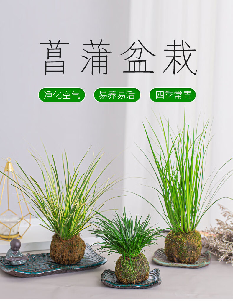苔藓球小盆栽微型盆景水培植物绿植办公室内迷你花卉盆栽文竹菖蒲虎雀
