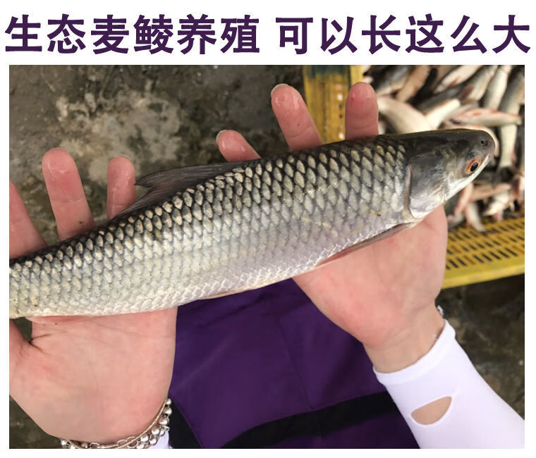 有仁堂鯪魚苗麥鯪魚苗麥鯪魚淡水活體觀賞麥鯪魚苗包活 7-9cm100條餸