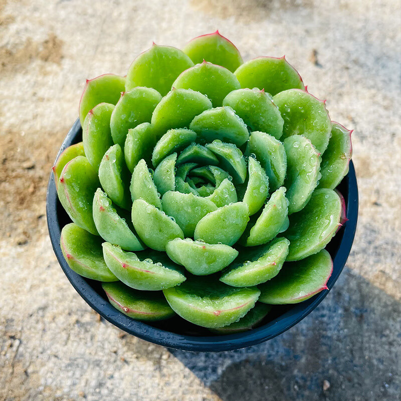 大棵大株超大园艺清棚贵货多肉 大单头小浣熊8-9cm(种好发货)【图片