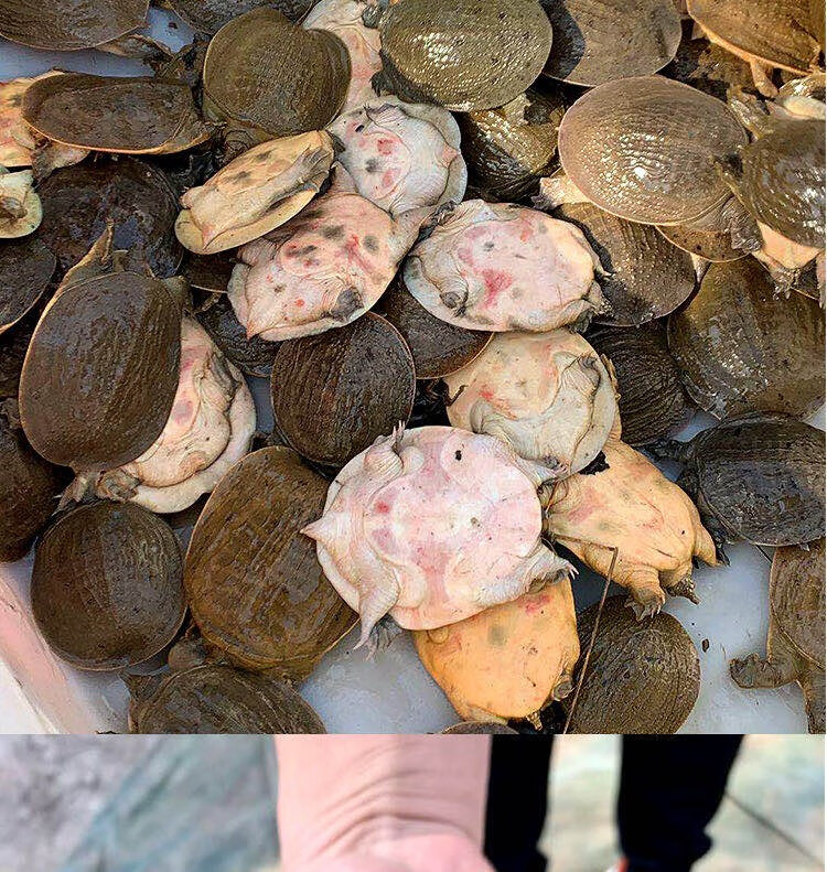 4两1斤外塘小甲鱼苗活体养殖中华鳖团鱼王八苗童子小