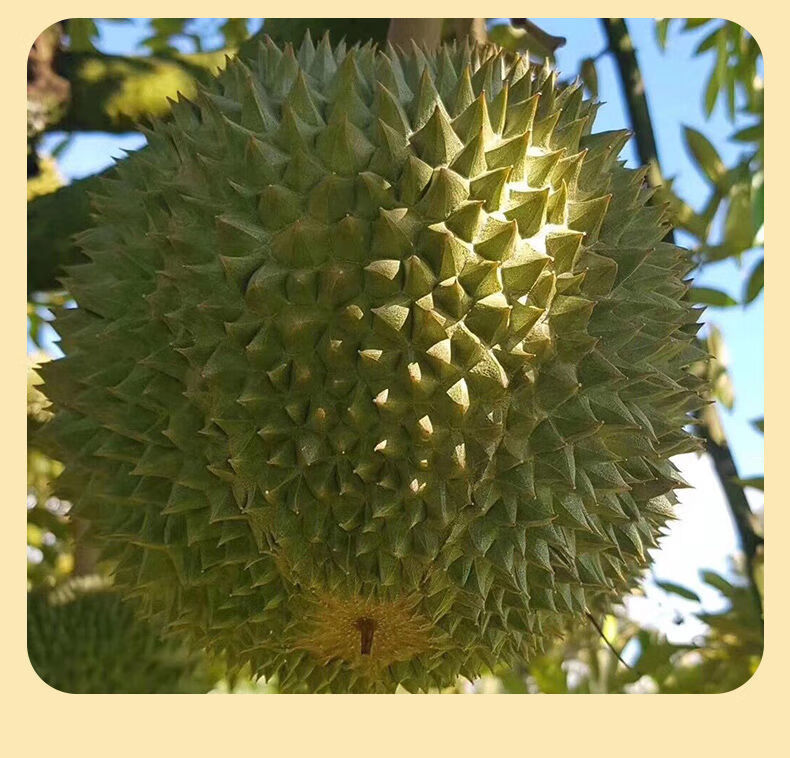 源外园【顺丰-冷链运输】黑刺榴莲马来西亚进口d200带壳榴莲液氮冷冻