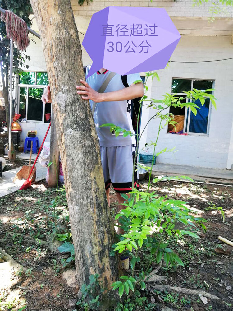 海南黄花梨树苗正宗降香黄檀名贵木材树种子花卉庭院金丝楠沉香sy 130