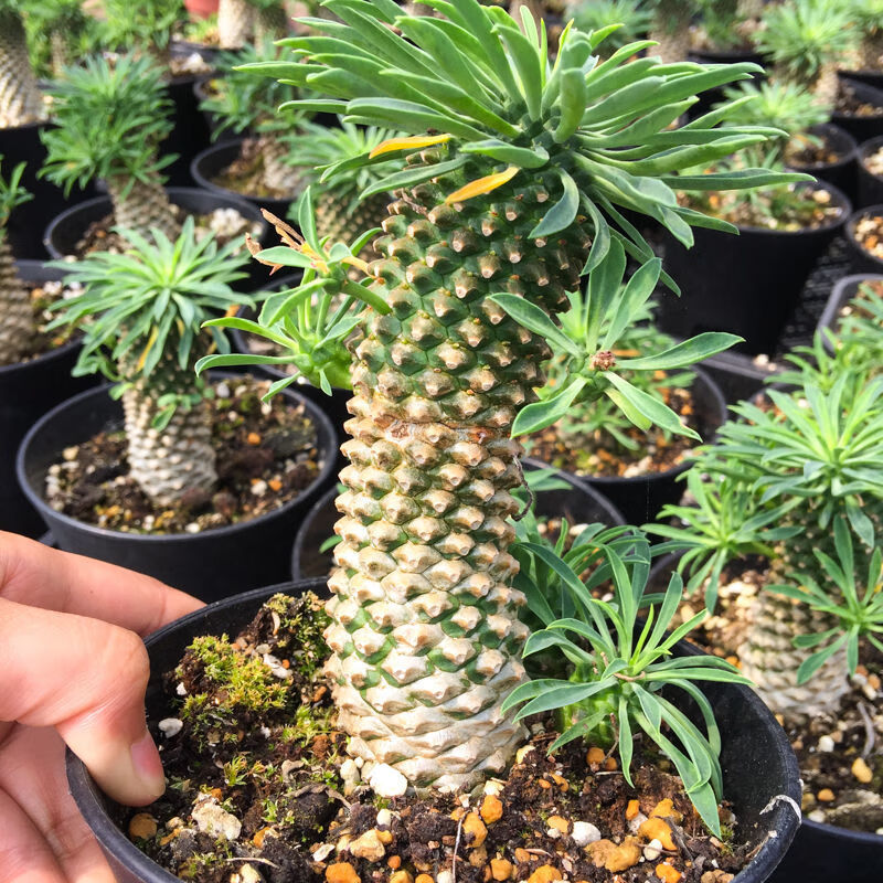 峨眉山铁甲丸同为大戟科 形似小菠萝 稀有多肉块根植物 铁甲麒麟t2-10