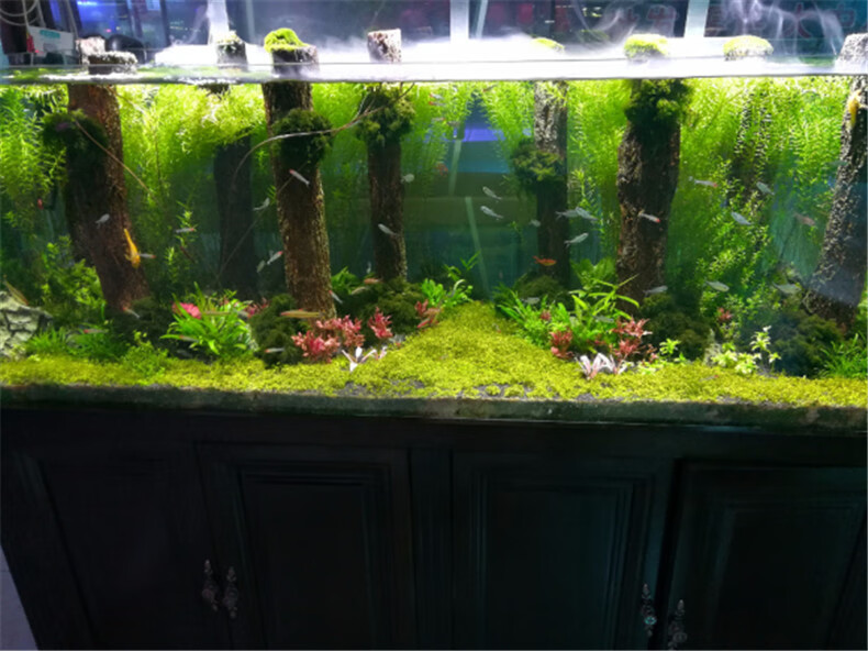 香槟树干树皮沉木爬宠水草森林雨淋造景树桩杜鹃根乌龟晒台高约5厘米