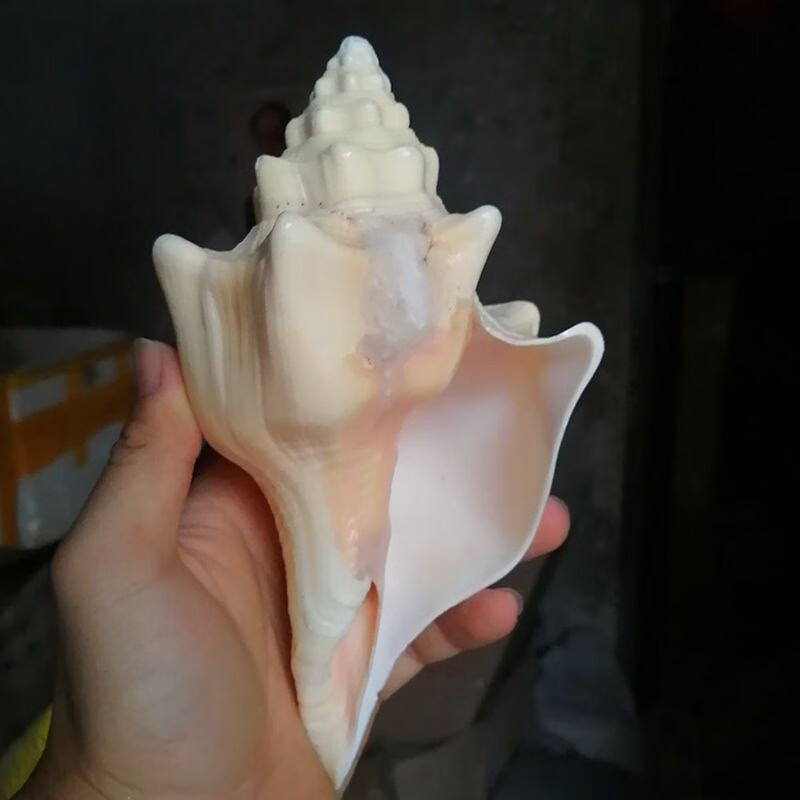 蓝海精灵 天然大海螺贝壳 精品火炬螺 鱼缸造景客厅酒柜橱窗装饰品