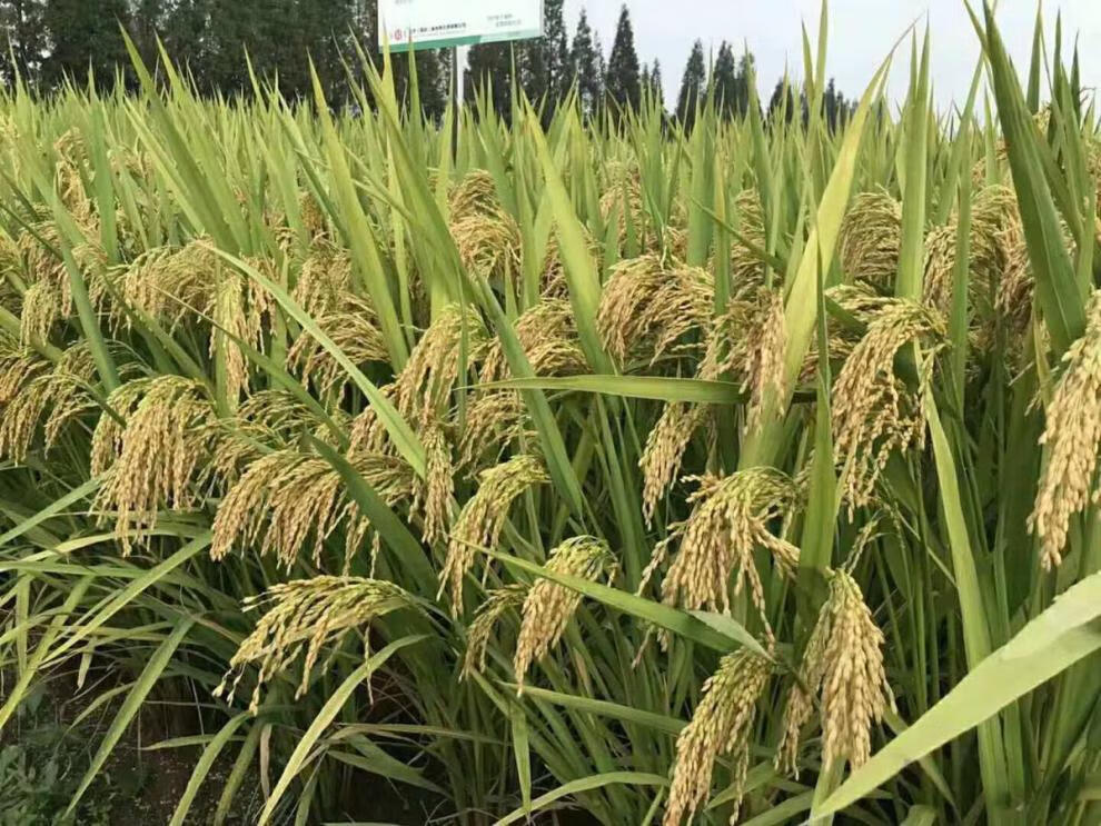 旱稻种子绿旱一号郑旱10号粳稻糯稻抗旱稻谷种子中晚熟常规稻直播