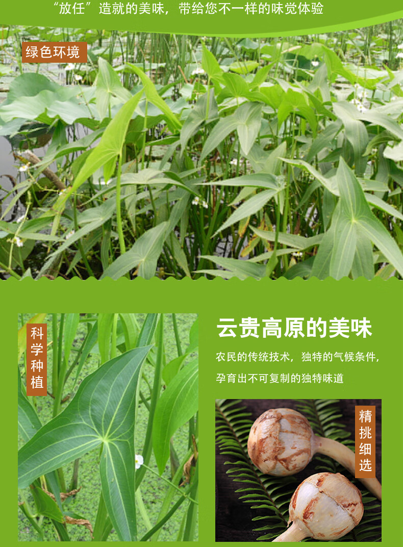 云南现挖新鲜茨菇小茨菇5斤白慈姑茨菰马蹄荸荠蔬菜燕尾菇地栗芽5斤