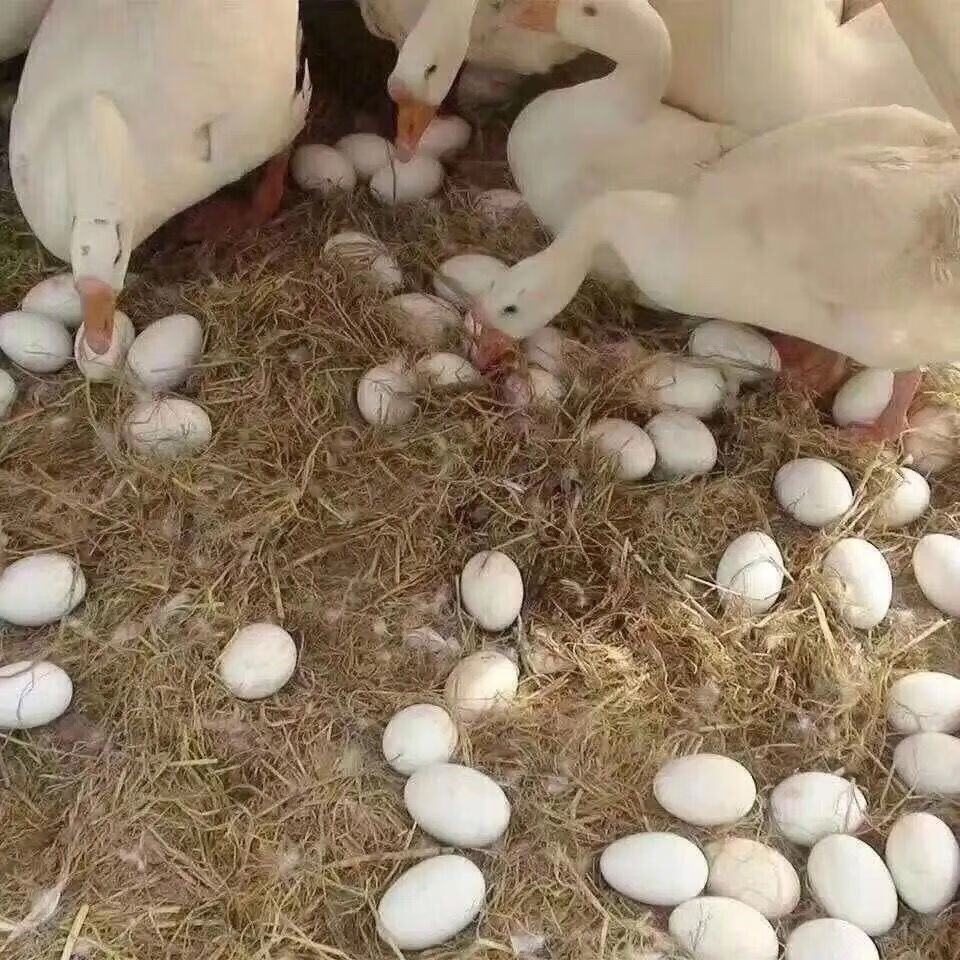 小鹅批发产蛋王产蛋量大三花鹅四季鹅白狮头鹅产蛋白鹅小鹅批发 大种