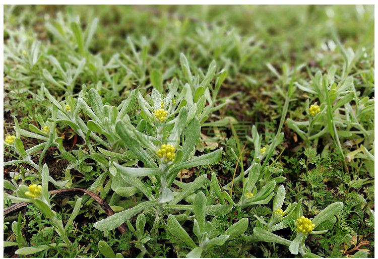 鼠曲草新鲜清明草田艾棉菜佛耳草绒毛草黄蒿水曲野生艾叶鼠耳草 野生
