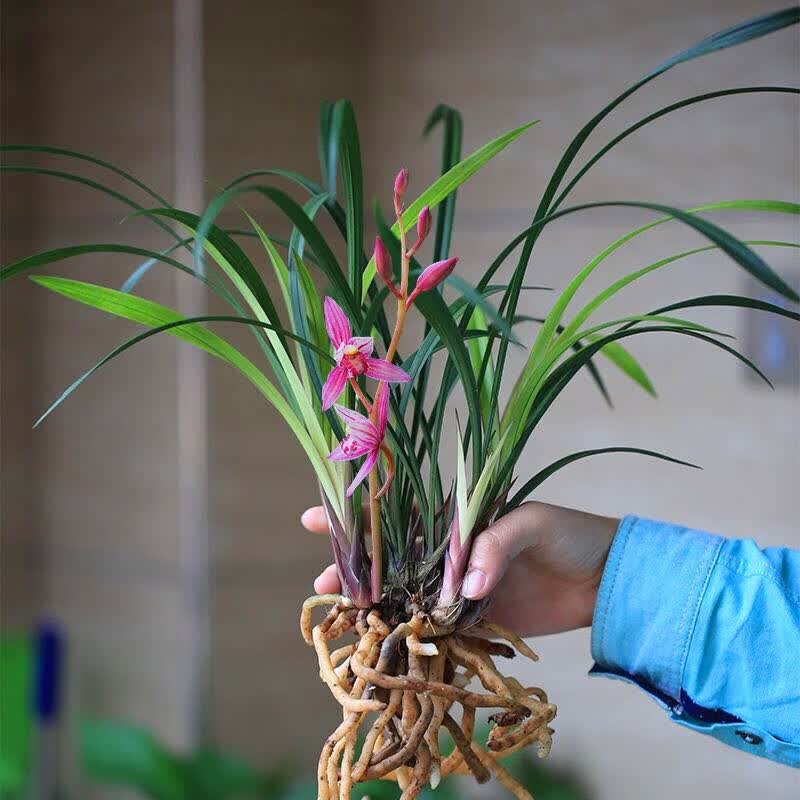 建兰市长红兰花苗好养易开花浓香花卉好养四季兰传统铭品兰花 1颗2苗