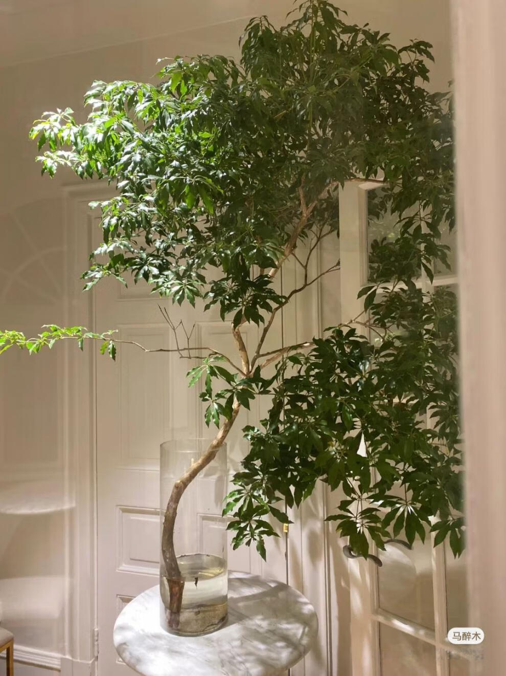 马醉木水培植物鲜切枝条树枝室内绿植日本吊钟树苗水养盆栽活树8090cm
