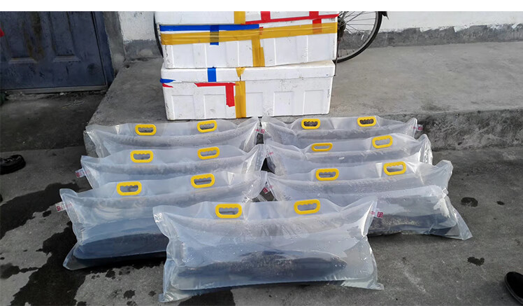 活鱼袋胖头鱼鲟鱼鲤鱼运输氧气包装袋加货充氧手提袋礼品装鱼袋子80cm