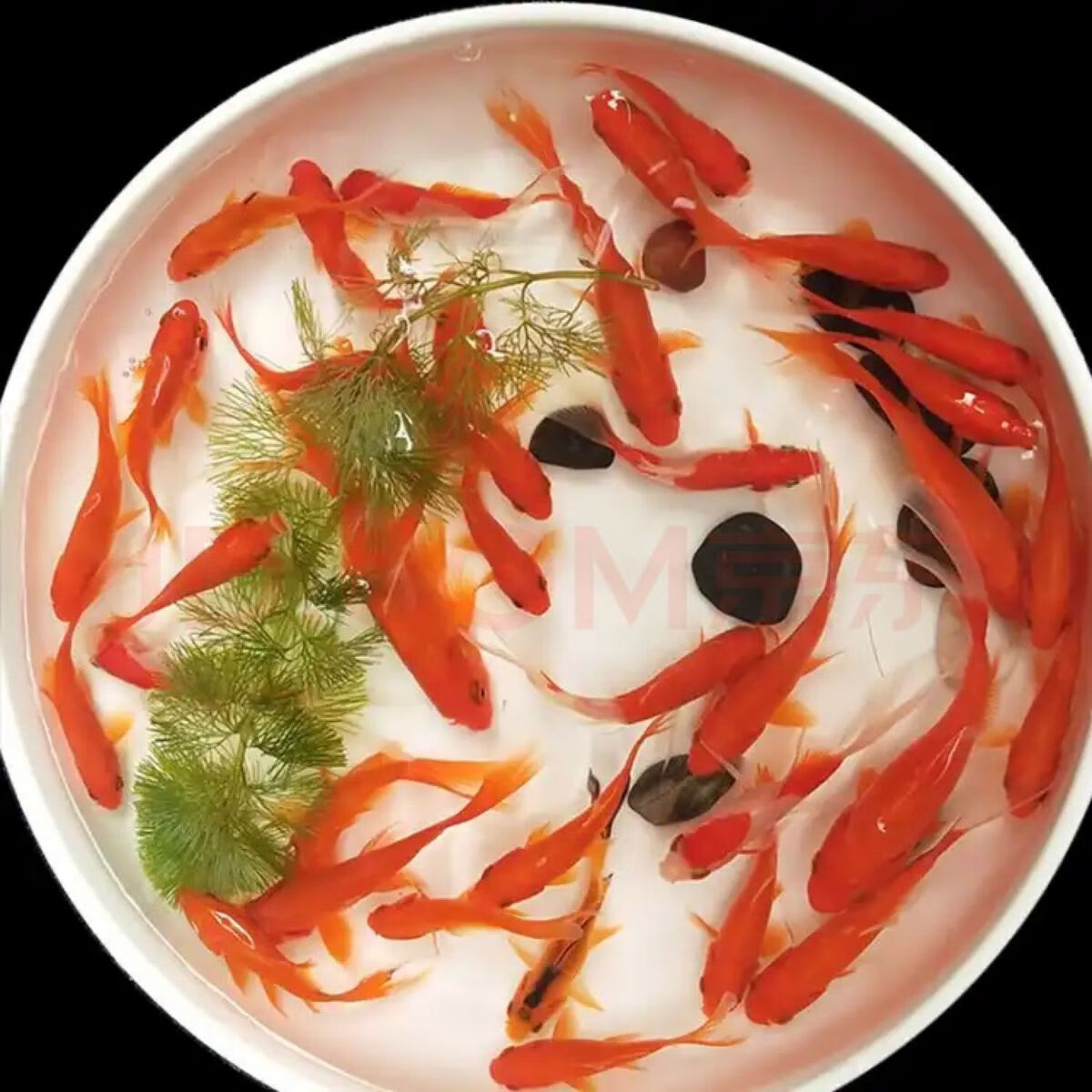 草金鱼活体观赏鱼自养招财易养冷水鱼锦鲤鱼苗饲料鱼