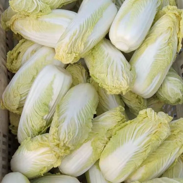 48小时发货精品小娃娃黄心大娃娃菜新鲜火锅蔬菜批发精品小娃娃菜芯5