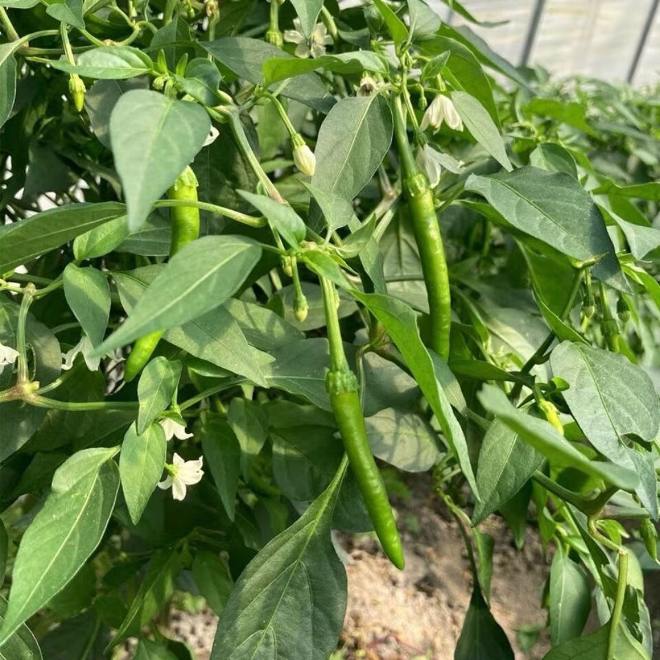 杭椒新鲜薄皮青椒特辣超辣小米辣新鲜老品种杭椒蔬菜5斤手工精选微辣