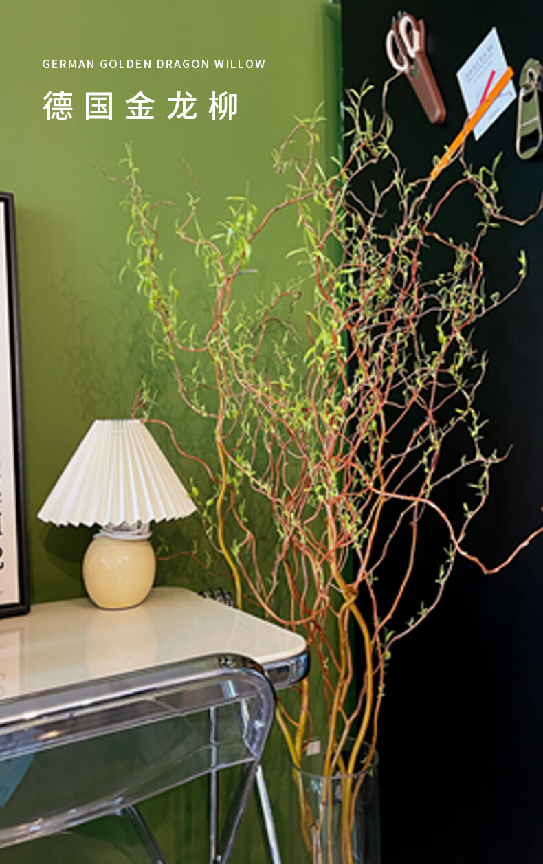 麦桑荷金龙柳德国进口鲜切枝条水培植物上海鲜花速递同城七夕顺丰进口