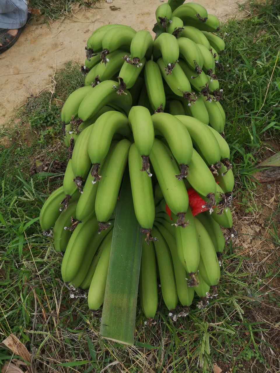 新鲜青皮香蕉5斤精品自然熟香蕉不催熟不泡广东高州遁香蕉 5斤【图片