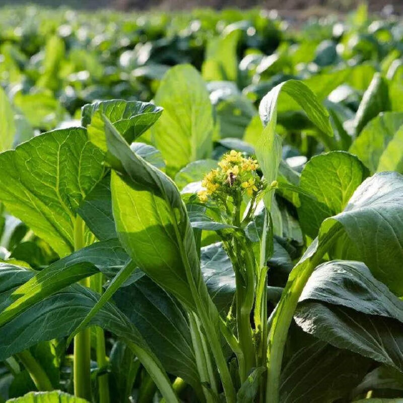【百萌(bai meng)菜苔种子】百萌(bai meng)蔬菜种子 杂交紫菜心紫菜