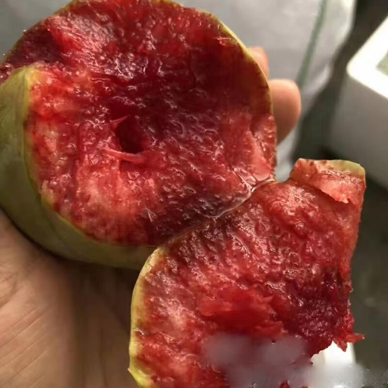 新品种果树苗特大青皮红心李子树苗味帝李子苗嫁接苗南方北方种植