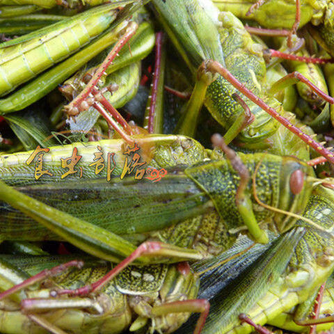伟博伟博新鲜大蚂蚱棉蝗蚱蜢活体速冻牛蚂蚱蝗虫蹬倒山绿色食用昆虫