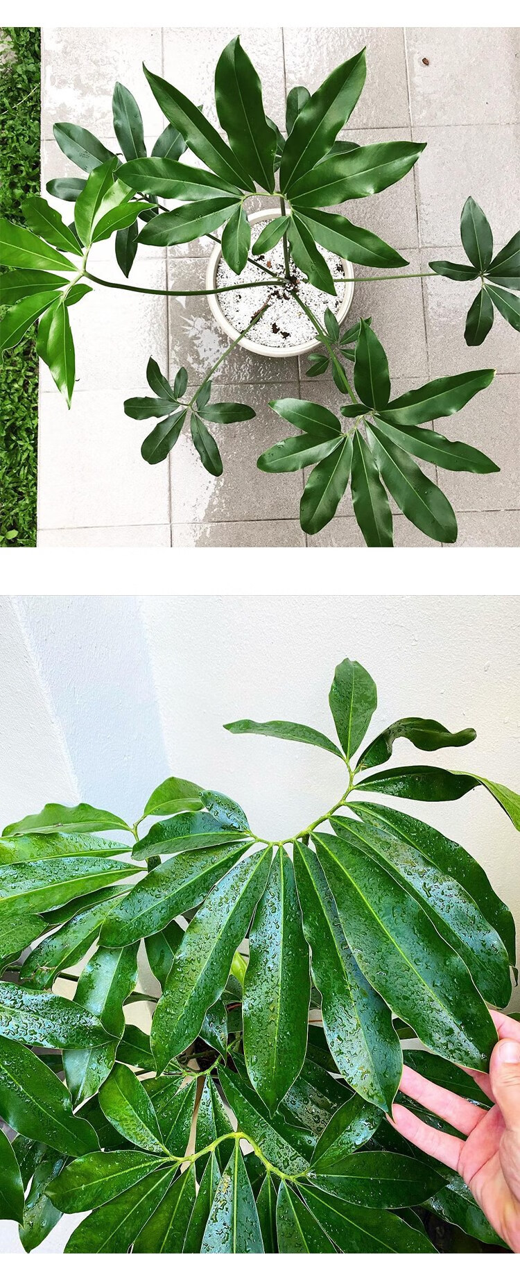 掌叶蔓绿绒印第安羽毛大叶伞室内办公室客厅好养绿植物盆栽北欧 带