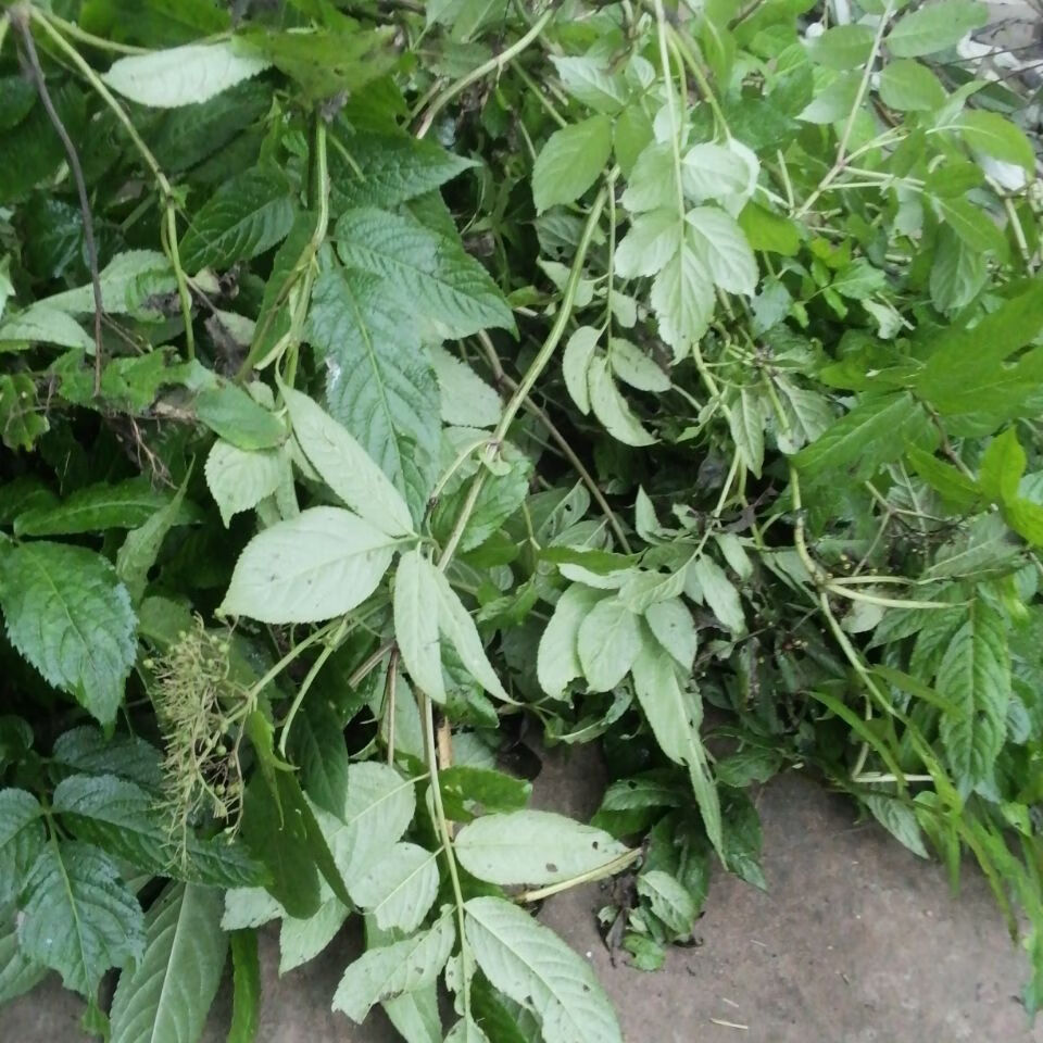 鲜接骨草野生陆英中药八棱麻丹草药干货鲜货选供 500g【图片 价格