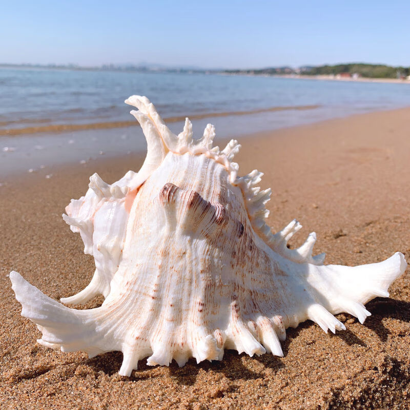 96969696特价捡漏超大千手螺特大菊花螺天然海螺贝壳鱼缸装饰