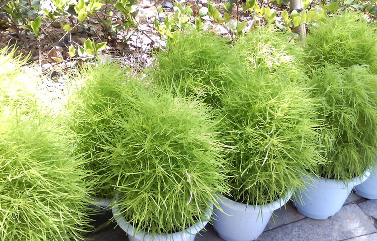 地肤种子红绿地肤草子球形花海庭院室外四季易活扫帚苗孔雀松种籽 大