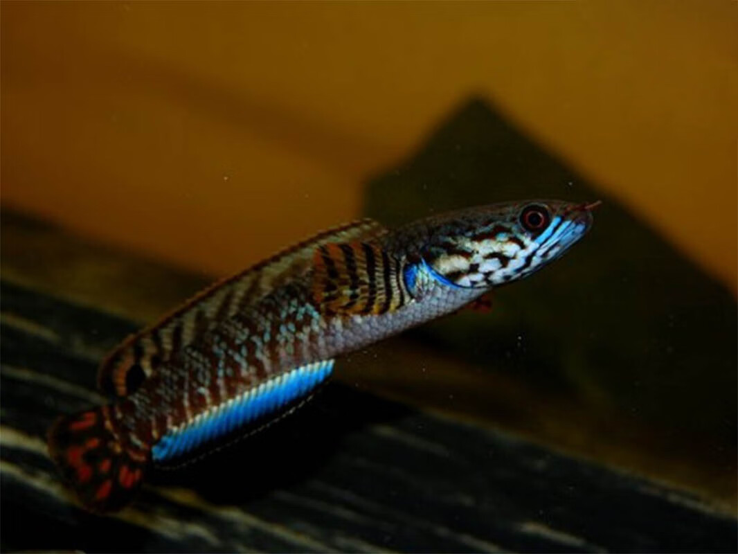 ajaj七彩巧克力雷龙阿萨姆奶茶七彩酒红雷龙鱼观赏鱼淡水鱼耐活好养56