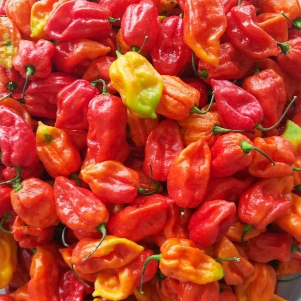 新鲜采摘辣椒涮涮辣特辣魔鬼辣椒云南特产100克新鲜辣椒航空 250克