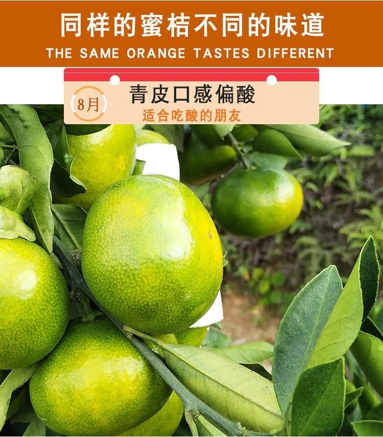 蜜桔产地是什么样的(蜜桔哪里产的)