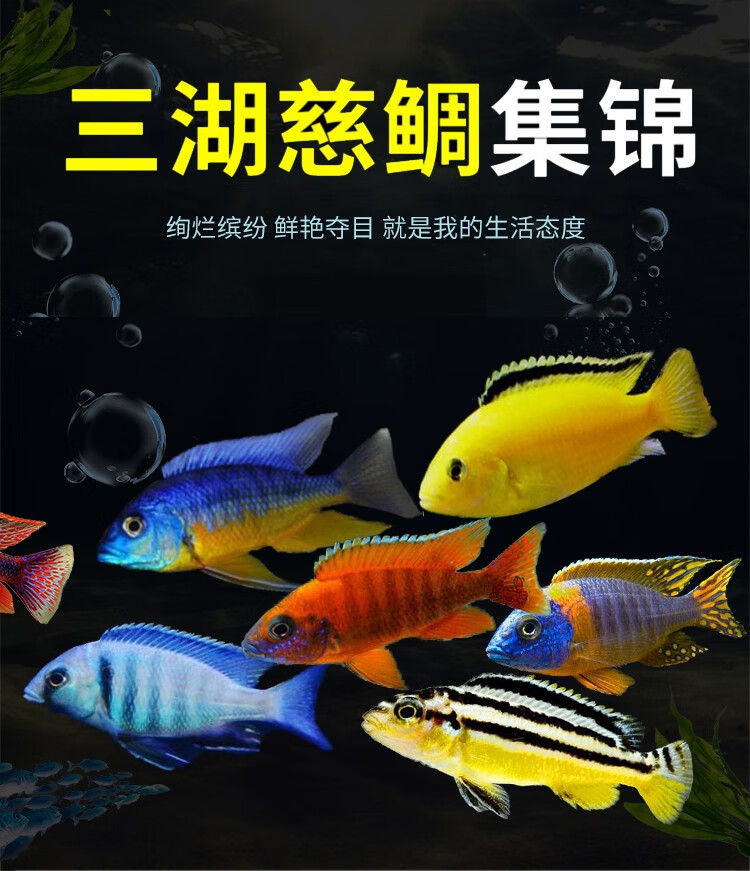 三湖慈鲷鱼活体中小型耐养易活热带观赏鱼淡水鱼非洲王子雪中红 血艳