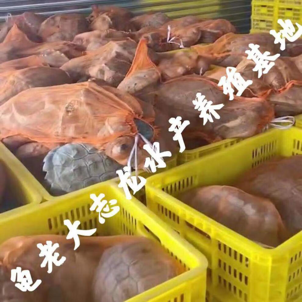 【京选】鳄鱼龟肉食用鳄龟大型鳄龟活物食用鳄龟肉北美鳄龟观赏鳄龟