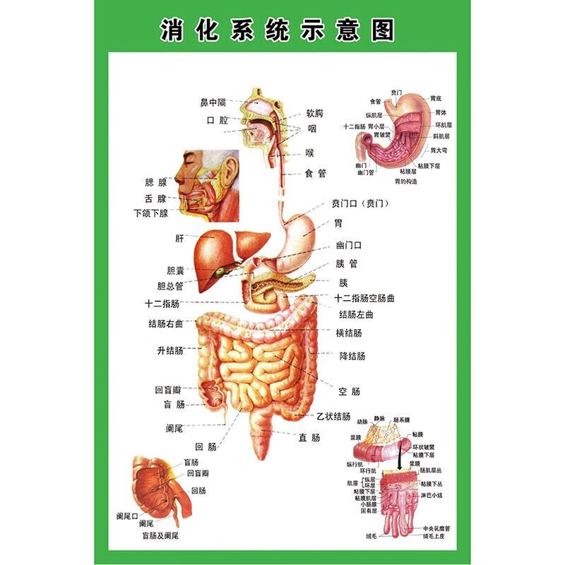 人體內臟解剖示意圖醫學胃腸消化人體器官心臟結構圖醫院海報定製