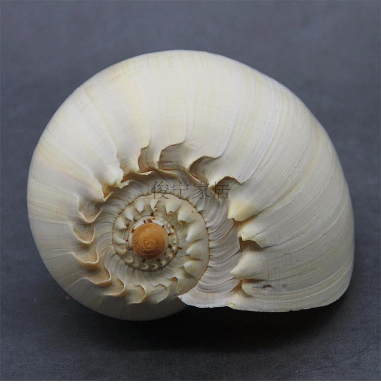 大海螺可听大海的声音黄螺贝壳能吹响海螺号居家装饰工艺品v3 元宝