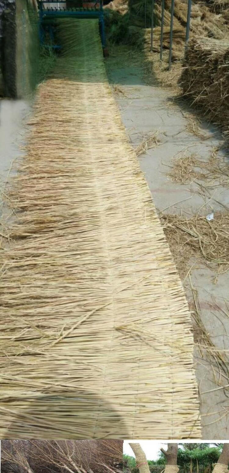 做霉豆腐的稻草谷草干稻草天然干稻草兔子窝稻草杆稻草扎肉鸽子锐衡精